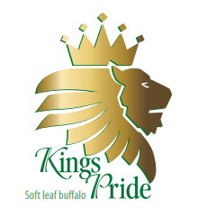 Kings Pride Soft Leaf Buffalo Paragon Gardens